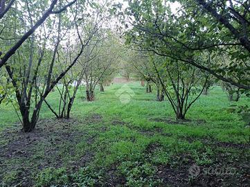 TER. AGRICOLO A GROTTOLELLA