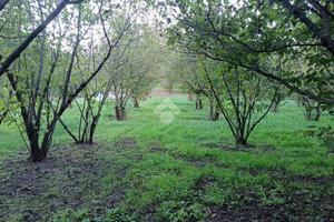 TER. AGRICOLO A GROTTOLELLA