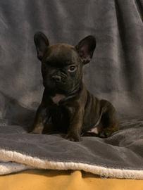 Cucciola di bulldog francese