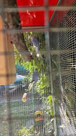 Coppia Parrocchetti del collare