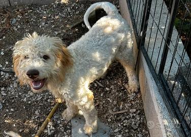 Lagotto Romagnolo bianco arancio