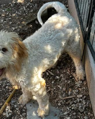 Lagotto Romagnolo bianco arancio
