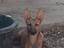 Immagine 6