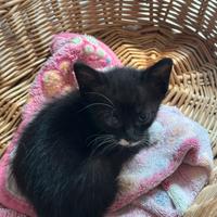 Tre cuccioli di gatto, vispi e in salute