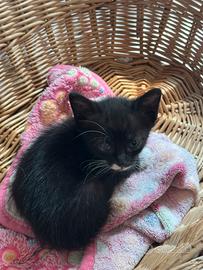 Tre cuccioli di gatto, vispi e in salute