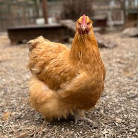 COCINCINA gigante: galline galli pulcini