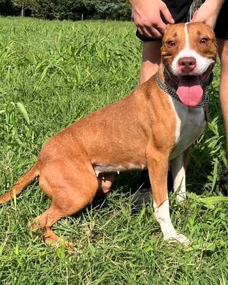 BONNIE CAGNOLINA METICCIA