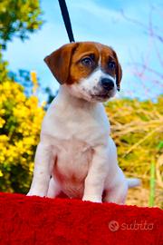 Cuccioli Jack Russell Allevamento