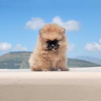 Cucciolo di Volpino di Pomerania
