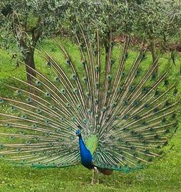 Lpavone adulto