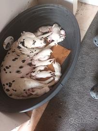 Dalmata