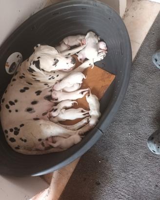 Dalmata