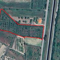 Uliveto in comune di Marrubiu