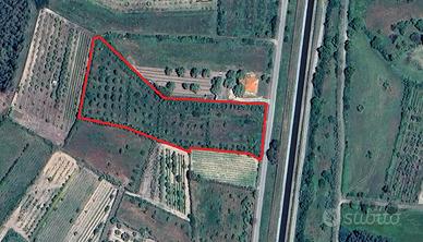 Uliveto in comune di Marrubiu