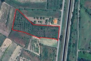 Uliveto in comune di Marrubiu