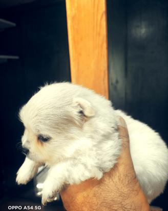 Volpino Spitz Pomerania