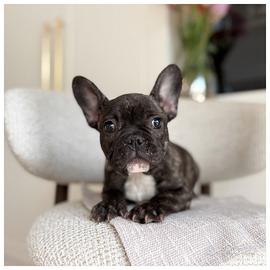 Cuccioli Bulldog Francesi Femmine