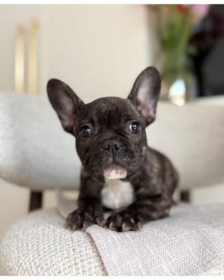 Cuccioli Bulldog Francesi Femmine
