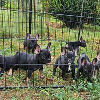 Cuccioli di Bulldog Francese