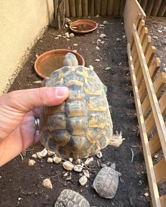 Tartaruga di terra