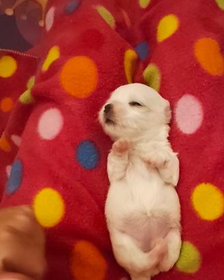 cuccioli maltese 