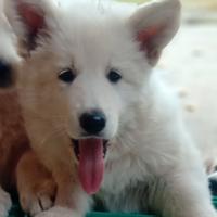 Pastore svizzero bianco cuccioli