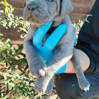CANE corso cuccioli