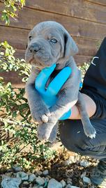 CANE corso cuccioli