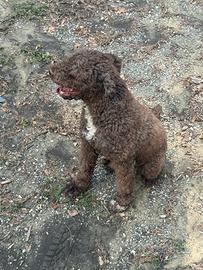 Lagotto romagnolo