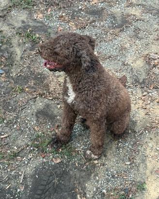 Lagotto romagnolo