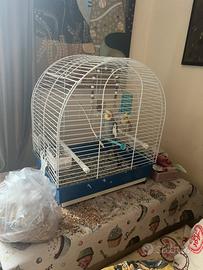 Coppia di caloppsite du un anno