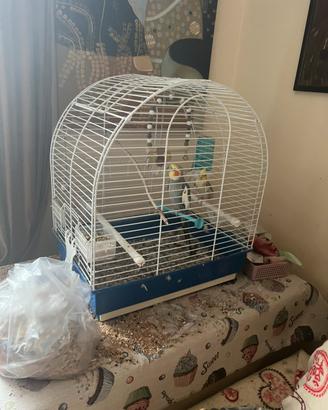 Coppia di caloppsite du un anno