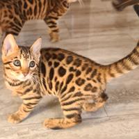 Gattina Bengala coccola 3 mesi