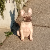 Piccola bulldog francese 5mesi