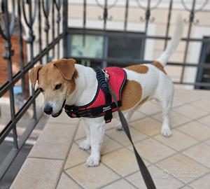 Cane Jack Russel