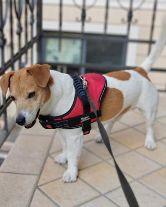 Cane Jack Russel