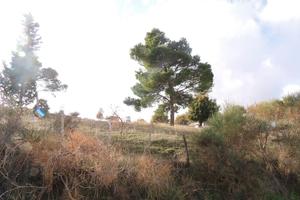 RGE 39/2017 Trib ENNA - LOTTO 3