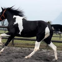 Cavalla Barrockpinta