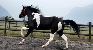 Cavalla Barrockpinta