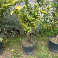 Pianta di citrus medica variante digitata in vaso