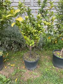 Pianta di citrus medica variante digitata in vaso