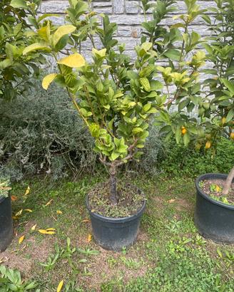 Pianta di citrus medica variante digitata in vaso