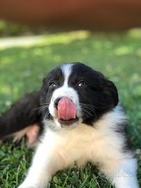 Cucciolo border collie