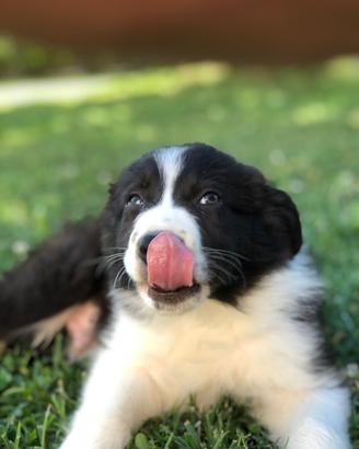 Cucciolo border collie