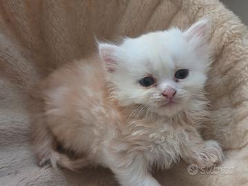 cucciolo di gattino persiano 