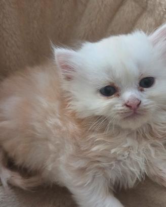 cucciolo di gattino persiano 