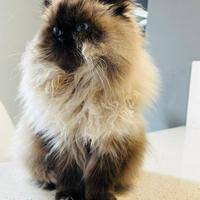 Gatto per accoppiamento