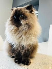 Gatto per accoppiamento