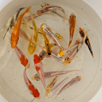 Carpe koi 8/25 cm