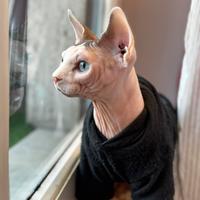 Sphynx per monta